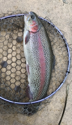 ニジマスの釣果