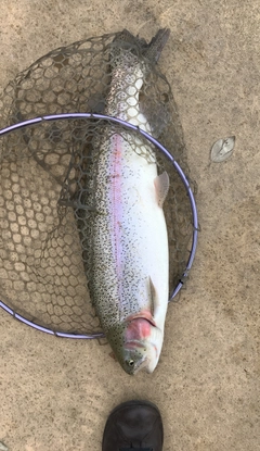 ニジマスの釣果