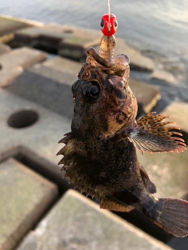 ムラソイの釣果