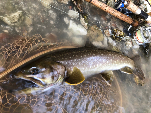 アメマスの釣果