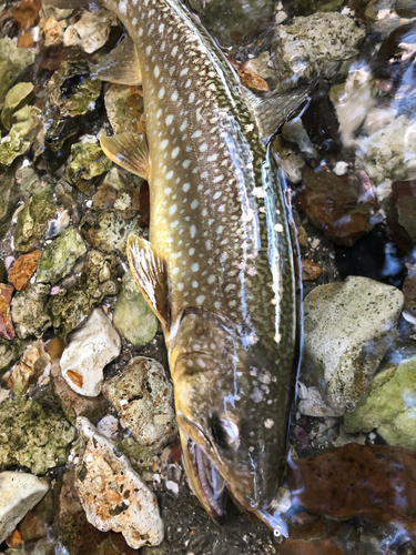 アメマスの釣果