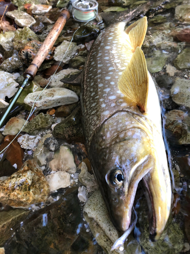 アメマスの釣果