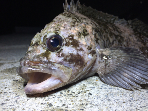 ムラソイの釣果