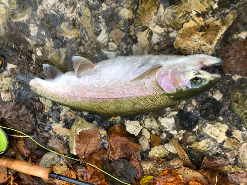 ニジマスの釣果