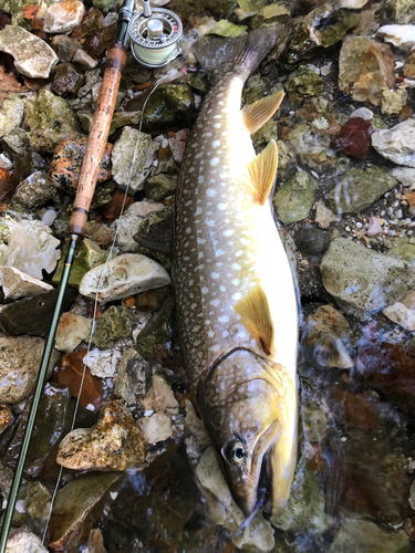 アメマスの釣果