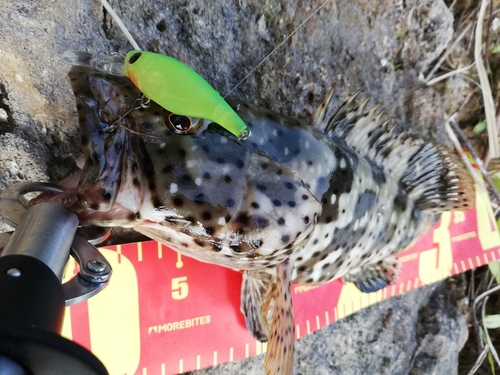 チャイロマルハタの釣果