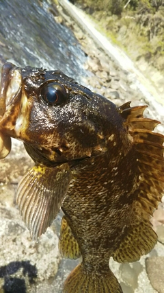 ムラソイの釣果