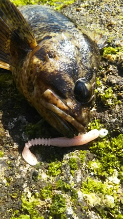 ムラソイの釣果