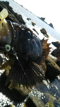 ムラソイの釣果