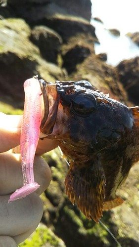 ムラソイの釣果