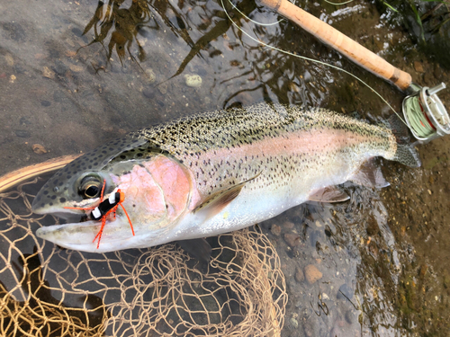 ニジマスの釣果