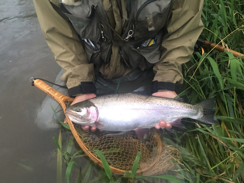 ニジマスの釣果