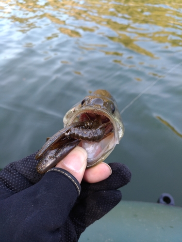 ラージマウスバスの釣果