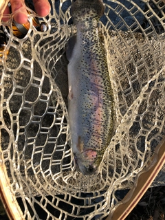 ニジマスの釣果