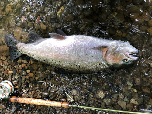 ニジマスの釣果