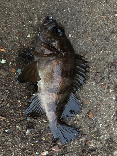 メバルの釣果