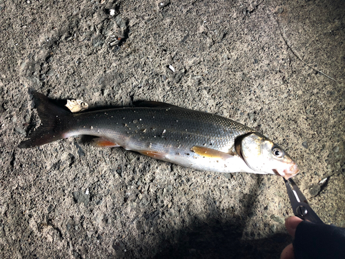 ウグイの釣果