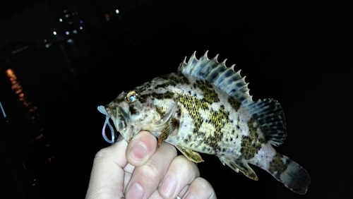 タケノコメバルの釣果