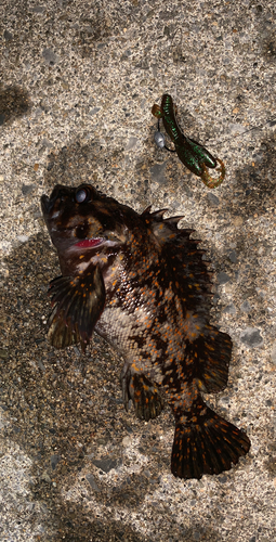 オウゴンムラソイの釣果