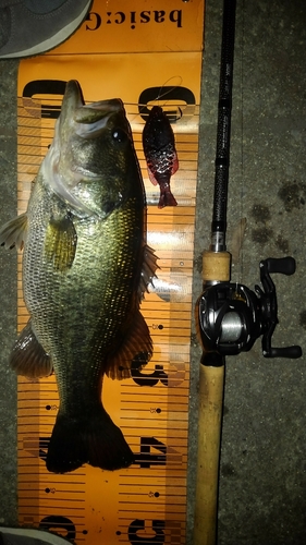 ブラックバスの釣果