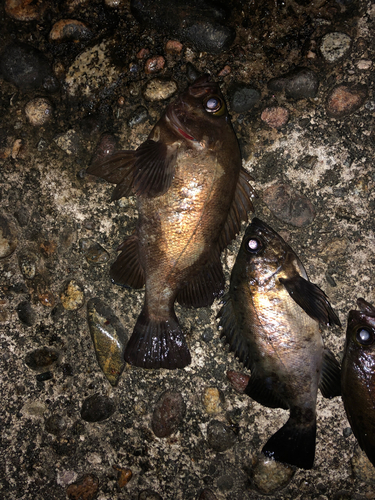 クロメバルの釣果