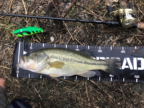 ブラックバスの釣果