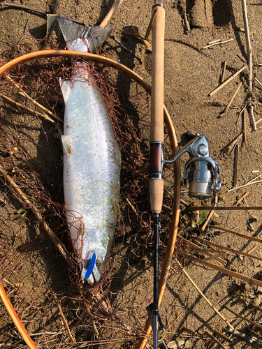 サクラマスの釣果