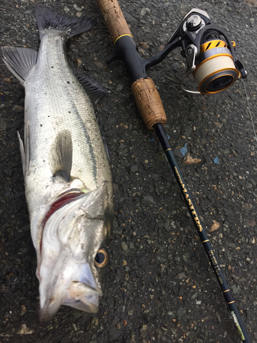 フッコ（マルスズキ）の釣果