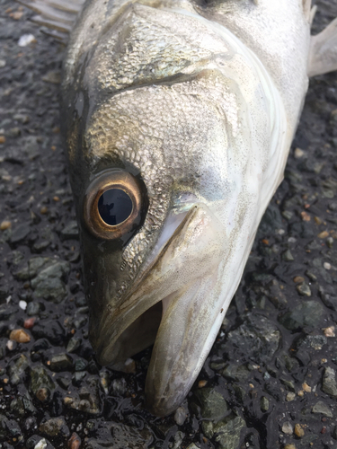 フッコ（マルスズキ）の釣果