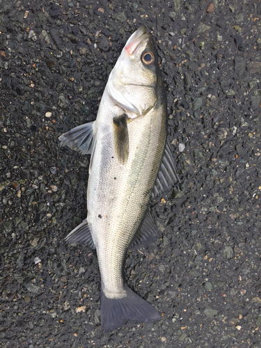 フッコ（マルスズキ）の釣果