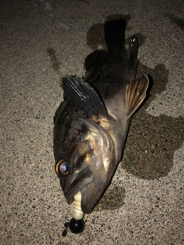 クロソイの釣果