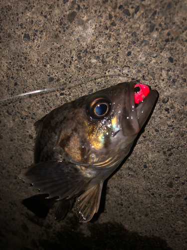 クロソイの釣果