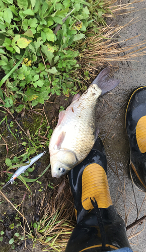 フナの釣果