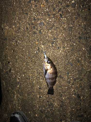 メバルの釣果