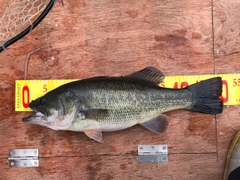 ブラックバスの釣果