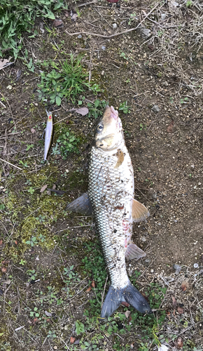 ニゴイの釣果