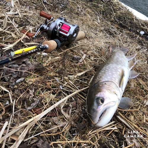 アメマスの釣果