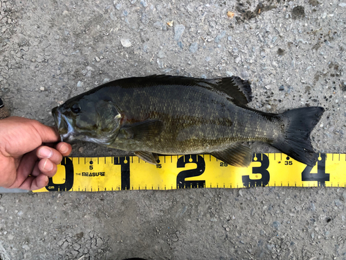 スモールマウスバスの釣果