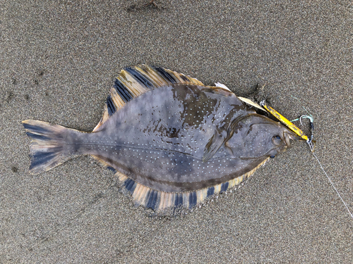 ヌマガレイの釣果