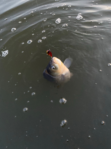 ヘラブナの釣果