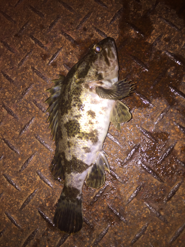 タケノコメバルの釣果