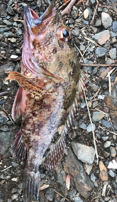 アラカブの釣果