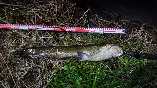 ナマズの釣果