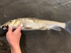 ニゴイの釣果