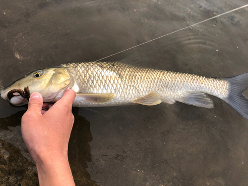 ニゴイの釣果