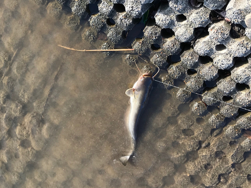 ニホンナマズの釣果