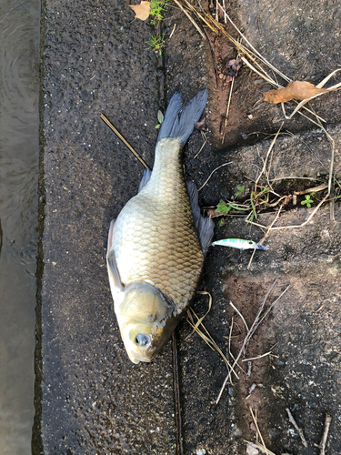 ヘラブナの釣果