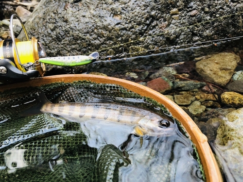 ヤマメの釣果