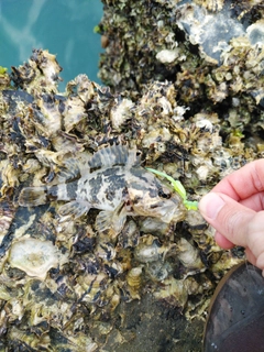 タケノコメバルの釣果