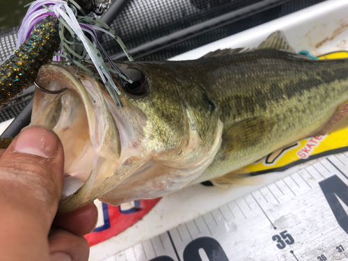 ブラックバスの釣果